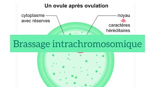 Unité 2 chapitre 3  partie 2 brassage intrachromosomique [upl. by Chemash]