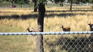 Deer in Brookfield Missouri [upl. by Odnamla]