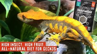 AMAZING Gecko Diet with Fruit amp Insects  StickyFootGold by Arcadia Reptile [upl. by Anwahsar3]