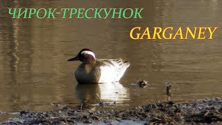 ЧирокТрескунок Интересные факты Garganey Interesting Facts [upl. by Ermin669]