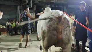 BEAUTIFUL ❤️ AND BIGGEST PUNJAB COW UNLOADING AT NEAR LADIES PARK trending cow hansa cattlefarm [upl. by Whitson607]