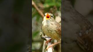 4 Backyard Bird Songs You Might Recognize Backyardbirds BirdSongs BirdLovers [upl. by Bashee752]