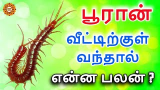 Pooran veetukul vanthal enna palan  பூரான் வீட்டுக்குள் வந்தால் என்ன பலன்  puran veetil vanthal [upl. by Aikemot417]