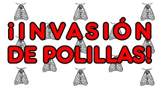 ¡Invasión de polillas explicación [upl. by Ettennal823]