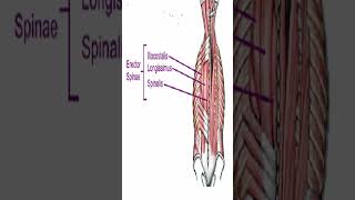 Anatomy Erector Spinae AKA Paraspinals Shorts [upl. by Theona]