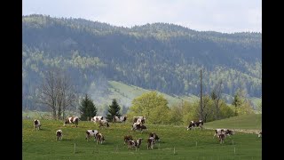 Comté amp Morbier Cheese Making France Cheese Slices preview Cheese Documentary with Will Studd [upl. by Baiel]