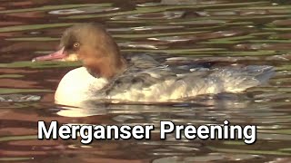 Merganser Preening [upl. by Cutcheon]