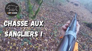 Chasse aux sangliers  Les sangliers au rendezvous [upl. by Noled596]