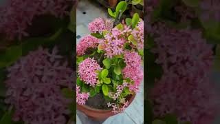 5 Tips and Tricks for Growing Ixora Plant [upl. by Llertnor724]