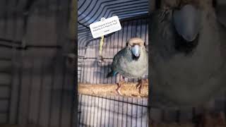 Kakariki Parrot Making Sounds birds funny kakariki shorts parrot budgies birds [upl. by Aynom]