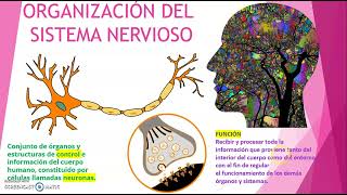 CÓMO ESTÁ ORGANIZADO EL SISTEMA NERVIOSO [upl. by Eirot]