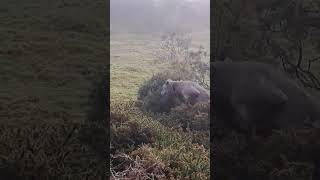 Bedlington Whippets hunting Brutus doing his greyhound impression 😊 [upl. by Nica]