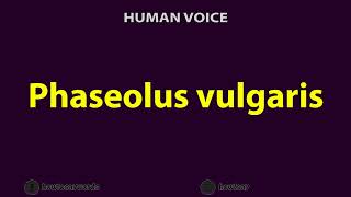 How To Pronounce Phaseolus vulgaris [upl. by Cirted]