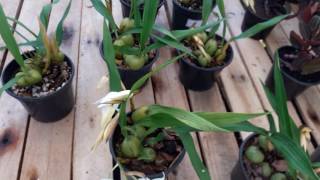 Coelogyne cristata [upl. by Meraree]