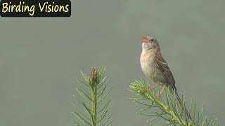 Morning birdsong  Virginia backcountry Indigo Bunting amp Field Sparrow [upl. by Leopold895]