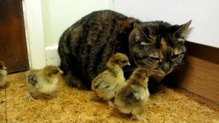 Baby Chicks Peck Cat [upl. by Kreegar]