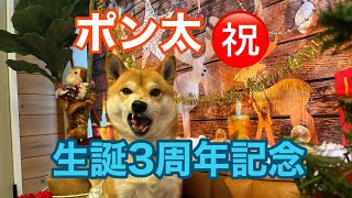 【豆柴ポン太くん】生誕3周年記念動画 [upl. by Margarethe]