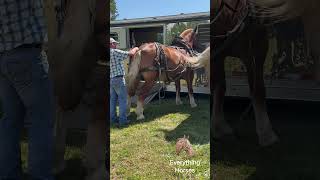 Shawn getting the horse ready horse belgiandrafthorse drafthorses [upl. by Tresa]