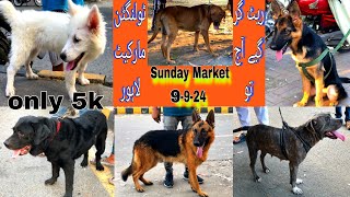 Sunday Dog market  tollington dog market  Labrador dog marketGerman shepherd dog marketviral [upl. by Tomasina955]