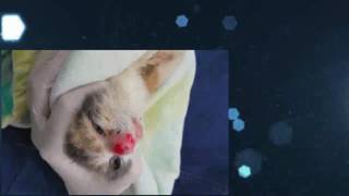 BOT FLY Removal From Kittens Nose  Removing Botfly   RESCUE MY [upl. by Serilda]