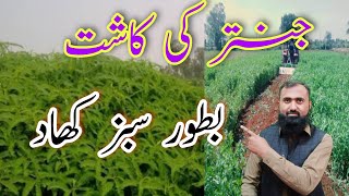 How to grow Sesbania for green manure Green Manuring with Jantar  Bilal Kanju Official [upl. by Melmon110]