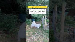 Resource Guarding in Livestock Guardian Dogs livestockguardiandog greatpyrenees doglover goats [upl. by Eeleimaj]