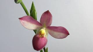 Phragmipedium blooms and New acquisitions [upl. by Anoyk]