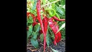 Growing healthy pepper plants [upl. by Mccarty]