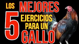 LOS 5 MEJORES EJRCICIOS PARA TU GALLO [upl. by Clemente]