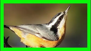 Redbreasted Nuthatch Song Call Voice Singing Trepador Canadiense Canto Sitta Canadensis [upl. by Mickey182]