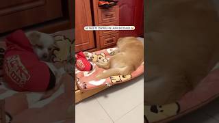 Aj Kal Kutta Bhi Hasta Haiiii🤣 shorts trending funny [upl. by Ellehcen]