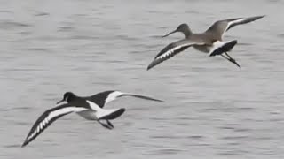 19 different Birds at Bembridge harbour [upl. by Adehsor]