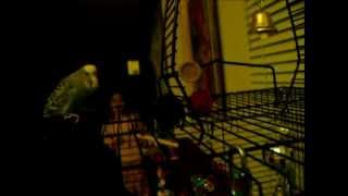 Disco the Parakeet  The Lost Footage [upl. by Zevahc]