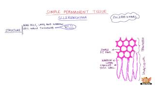 Simple Permanent Tissue  Sclerenchyma [upl. by Ella]