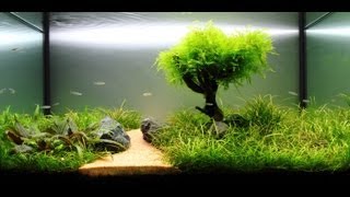 Freshwater Planted Aquarium  Fragments Of Memories  残碎的记忆 [upl. by Anomar]