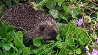 Prickles the covid era hedgehog who visited for a day [upl. by Sessilu]