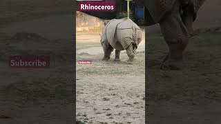 rhinoceros rhinocerosfacts animallover wildanimals zoo animalvlog [upl. by Newkirk649]