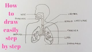 How to draw diagram of human Respiratory system easily  step by step [upl. by Martguerita219]