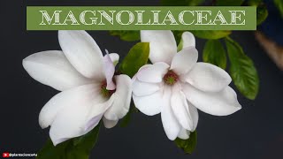 Magnolia Family  Magnoliaceae Family plantscience4u [upl. by Ahsirpac]