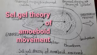 Most Important biology diagram Solgel theory of amoeboid movement  very easy way step by step [upl. by Eidur]