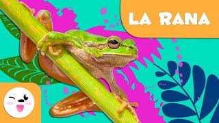 La rana 🐸 Animales para niños 🏞️ Episodio 6 [upl. by Lymann418]