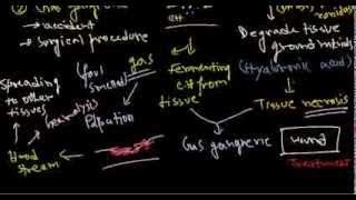 Clostridium perfringens infection and pathogenesis [upl. by Dorey]