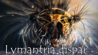 Lymantria dispar HD [upl. by Ariamo]