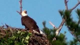 Mooseheart Bald Eagles [upl. by Evy100]