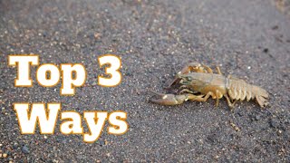 How To Catch Crawfish In A River Crayfish 3 Best Ways To Catch Crawfish With Your Hands  SFSC [upl. by Eileek302]