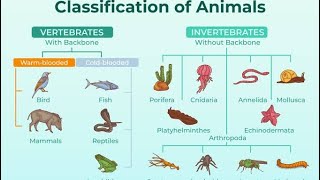 Classification of Animals  Mammals Birds Reptiles Amphibians and Fish  science [upl. by Mandie]