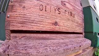 Ollys Farm Flow Hive Live Stream [upl. by Sivet]