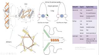 dominio de unión a DNA binding domain DBD biología molecular biology [upl. by Rocray927]