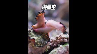 海扁虫，拔出短剑一决雌雄，击中谁谁怀孕！ 海扁虫 海洋生物 神奇动物在抖音 动物的迷惑行为 神奇动物 [upl. by Avrenim]