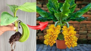 SKILLS FOR GROWING BANANA SEEDS SUPER FAST AND EASILY AT HOME WITHOUT ANY COST [upl. by Arianie686]